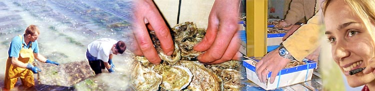Production d'hutres de Normandie - Mise en bourriche