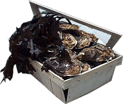Bourriche d'huitres